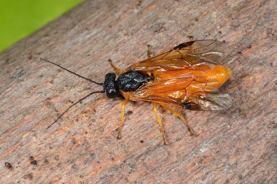 Larva e adulto di Cladius grandis (Tenthredinidae)