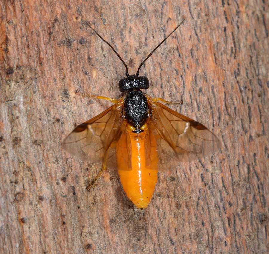 Larva e adulto di Cladius grandis (Tenthredinidae)