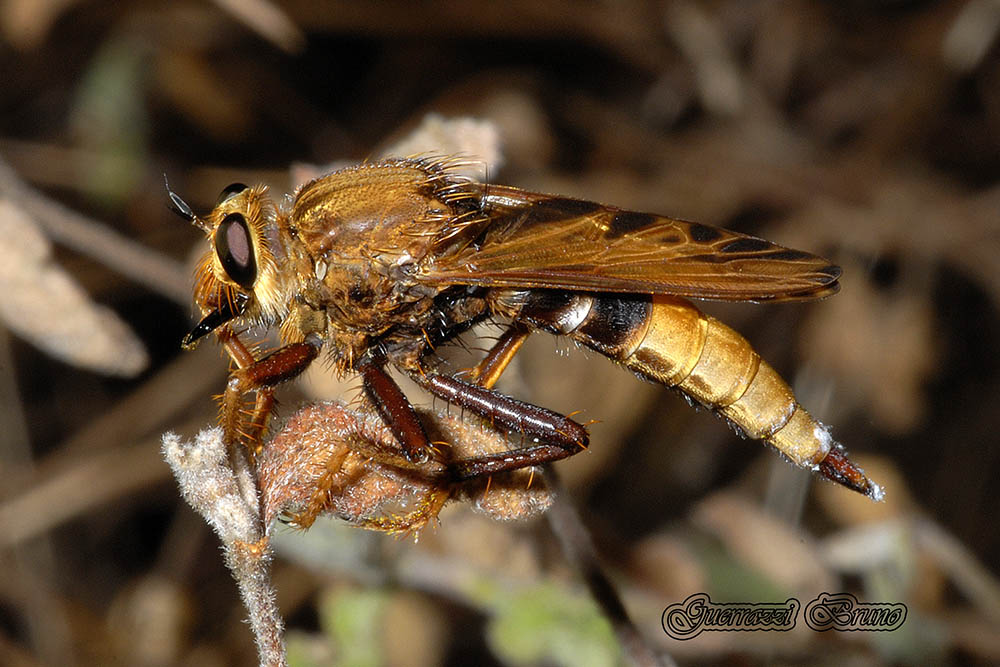 Femmina di Asilus crabroniformis - (PI)