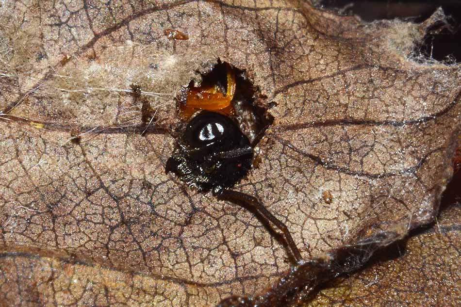 Larva e adulto di Cladius grandis (Tenthredinidae)