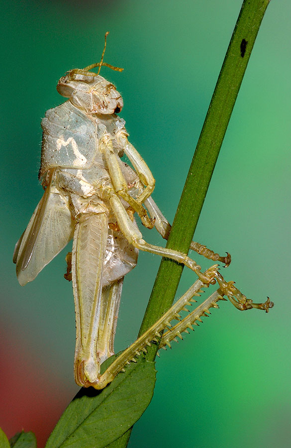 metamorfosi di Anacridium aegyptium