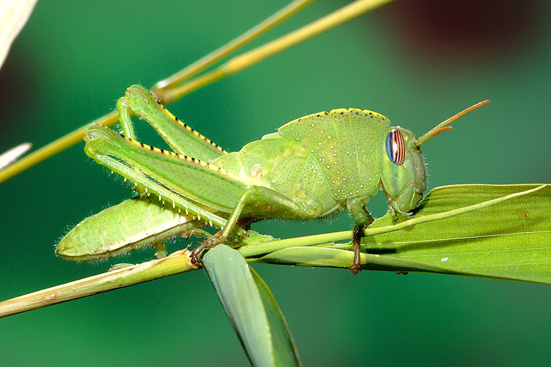 metamorfosi di Anacridium aegyptium