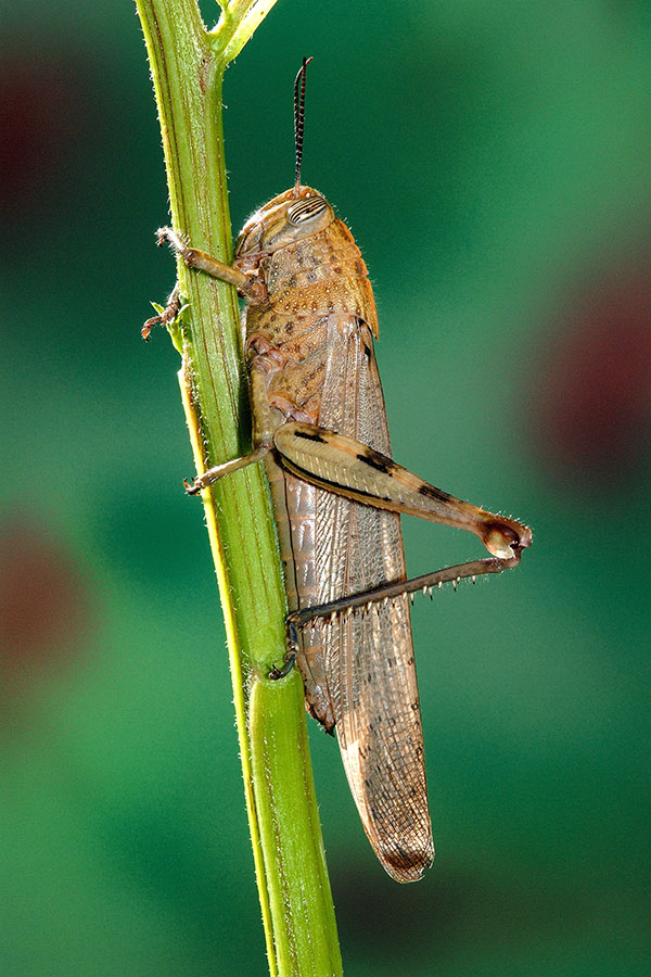 metamorfosi di Anacridium aegyptium
