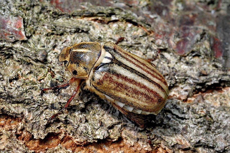 Anoxia matutinalis?
