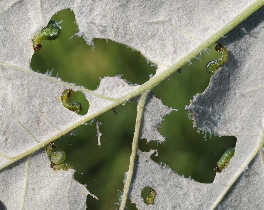 Larva di Tenthredinidae: Stauronematus platycerus