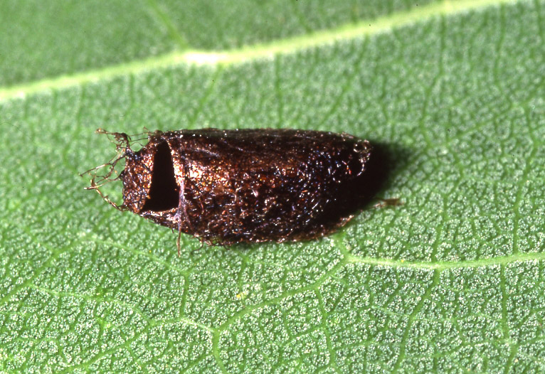 Larva di Tenthredinidae: Stauronematus platycerus