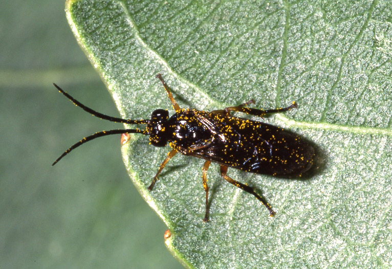 Larva di Tenthredinidae: Stauronematus platycerus