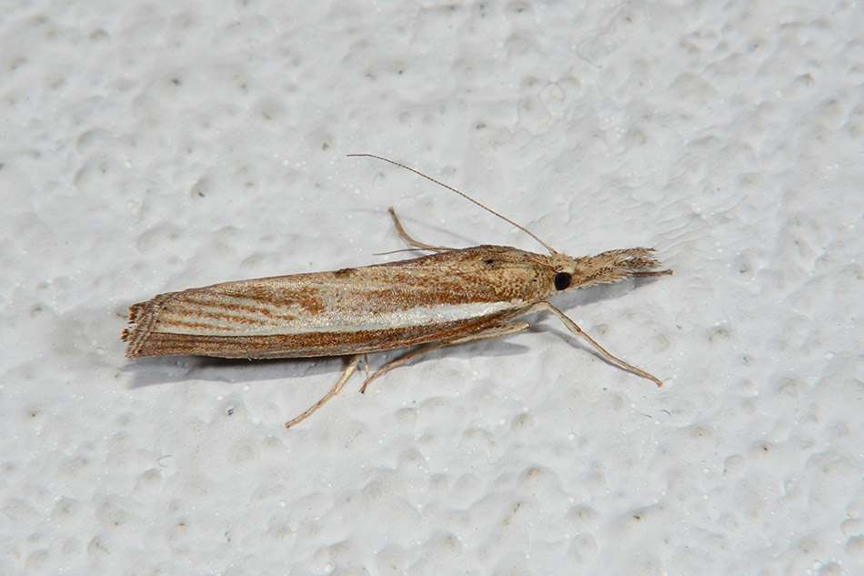 Identificazione falena