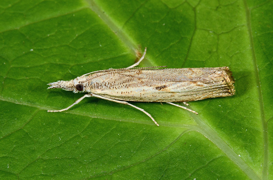 Identificazione falena