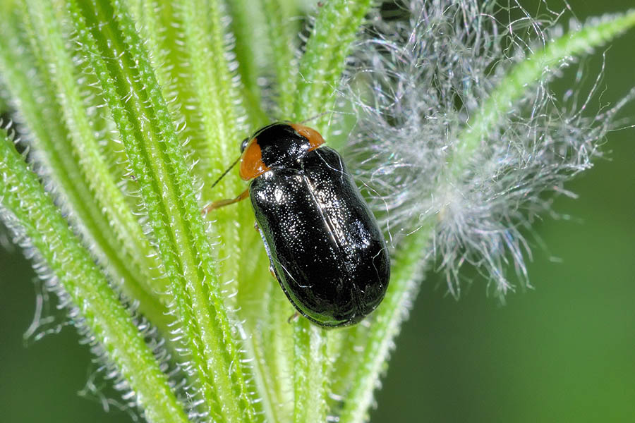 Smaragdina aurita (cf.)