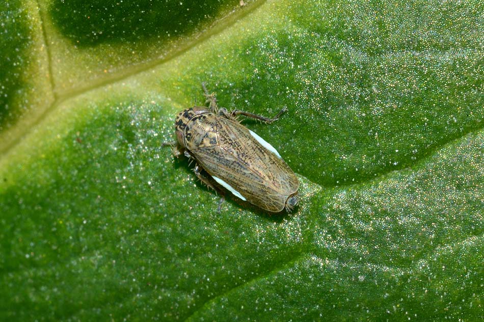 Euscelis sp. Cicadellidae: (foto con brocosomi)