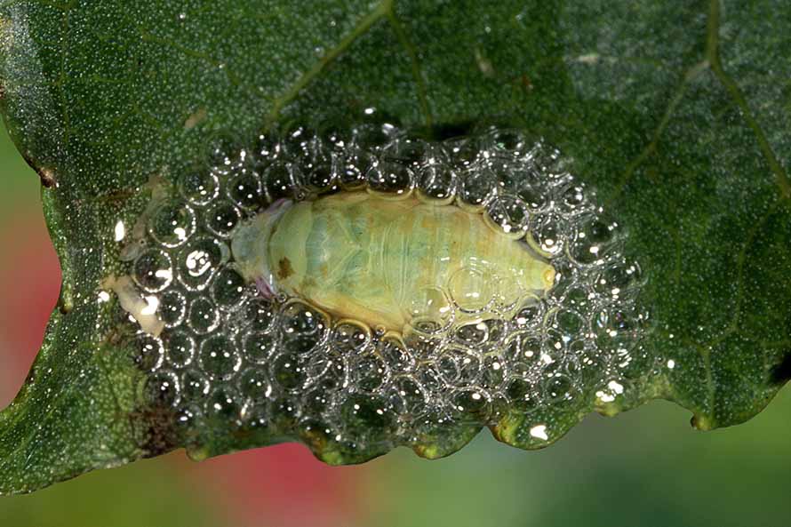 Philaenus spumarius?