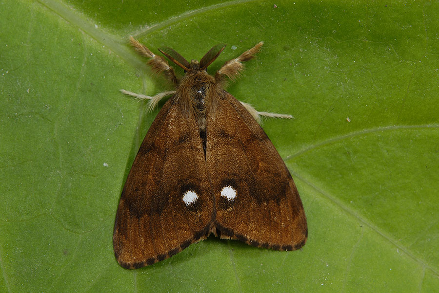 Orgya antiqua