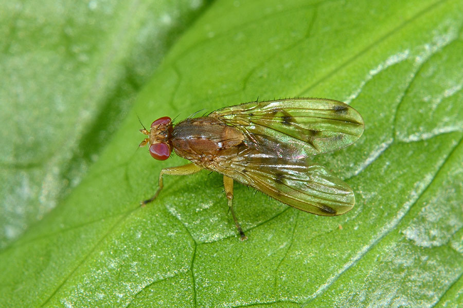Id Dittero