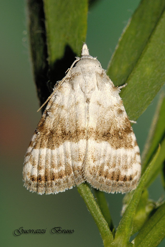 Meganola albula  (Nolinae)