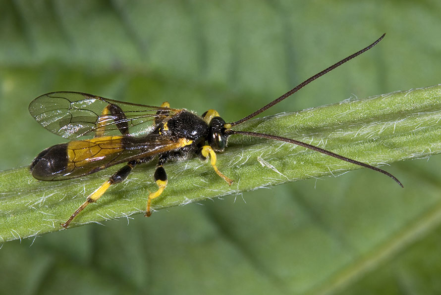 Colpotrochia cincta (Ichneumonidae Metopiinae)