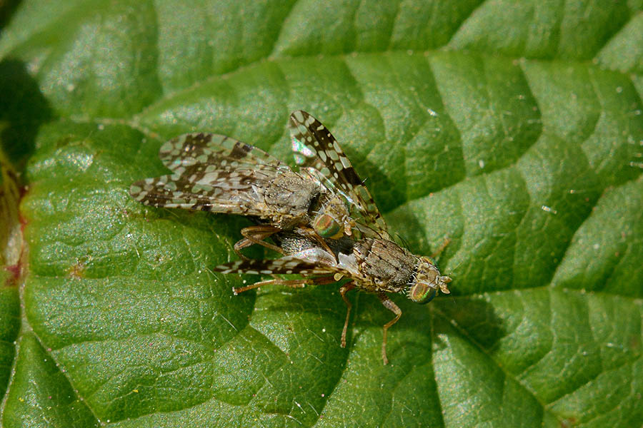 Identificazione dittero
