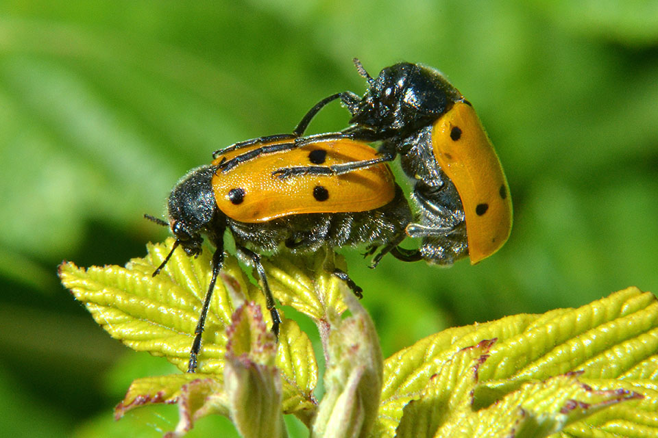 Lachnaia italica italica (cf.)
