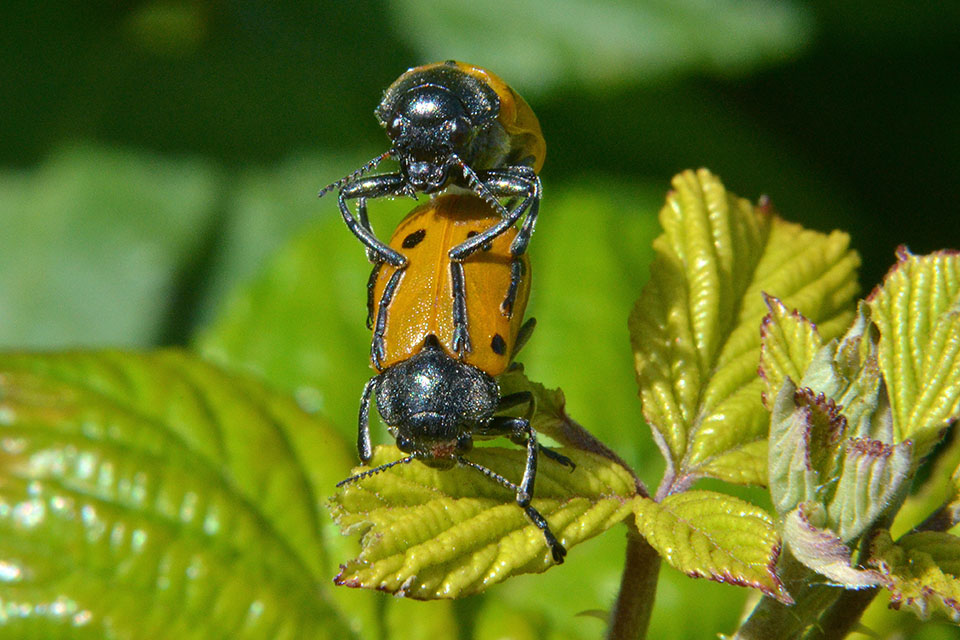 Lachnaia italica italica (cf.)