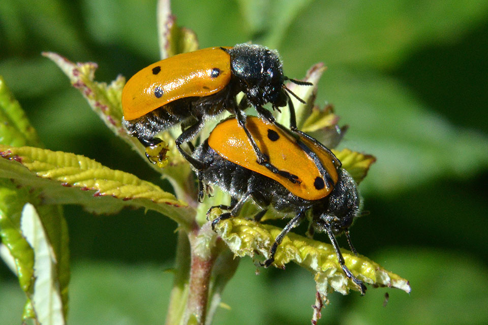 Lachnaia italica italica (cf.)