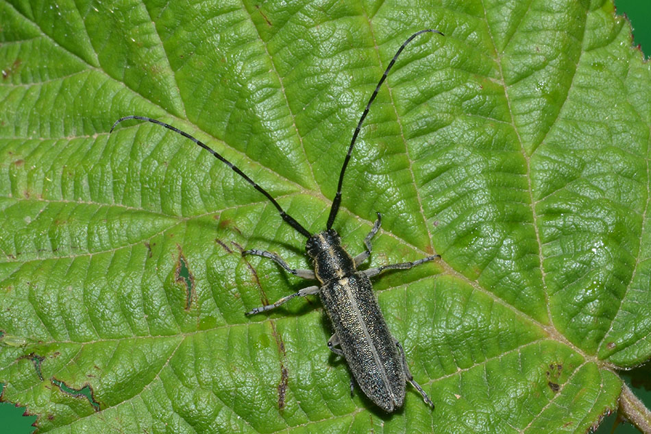 Agaphantia cardui?