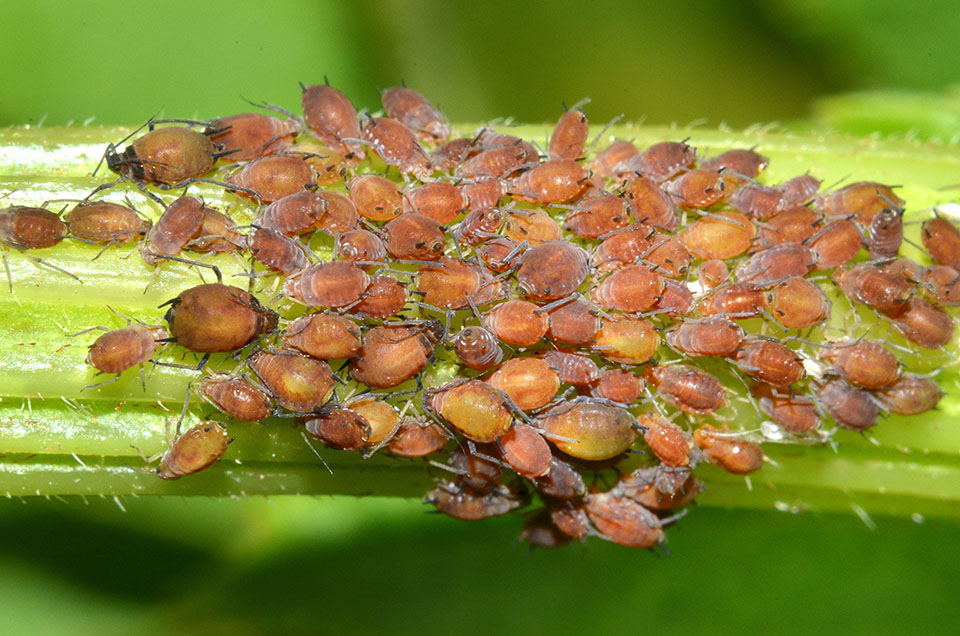 Aphis sambuci