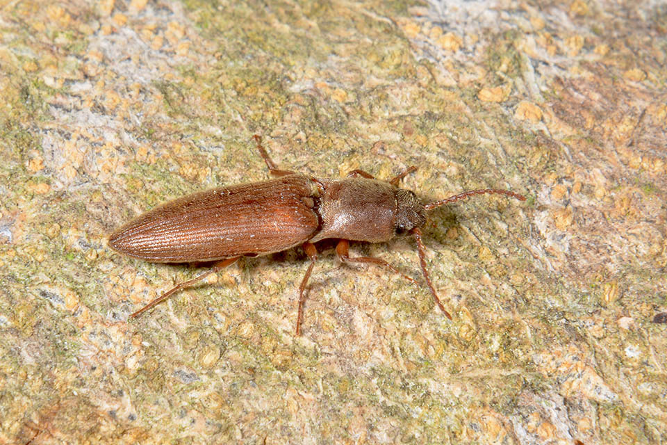 Agriotes litigiosus (cf.)