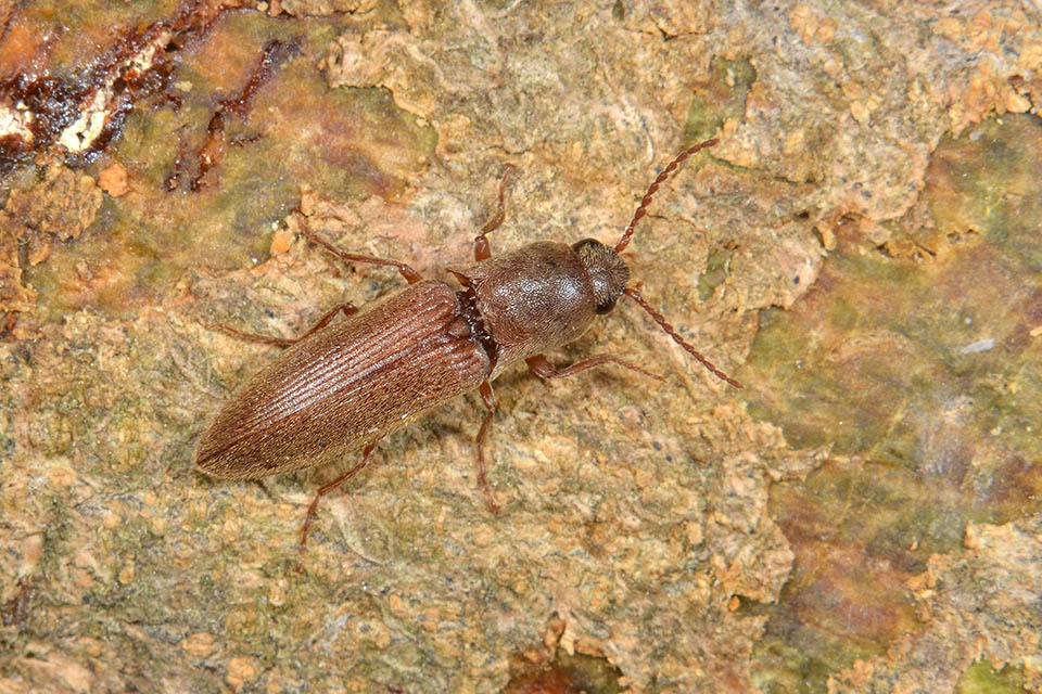 Agriotes litigiosus (cf.)