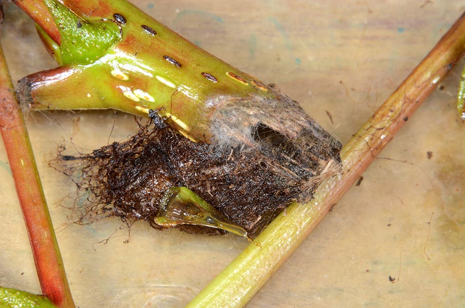 Larva e adulto di Cladius grandis (Tenthredinidae)