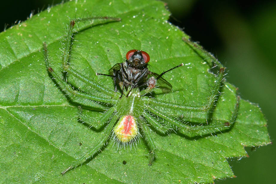 Heriaeus cf. hirtus - Cascina (PI)