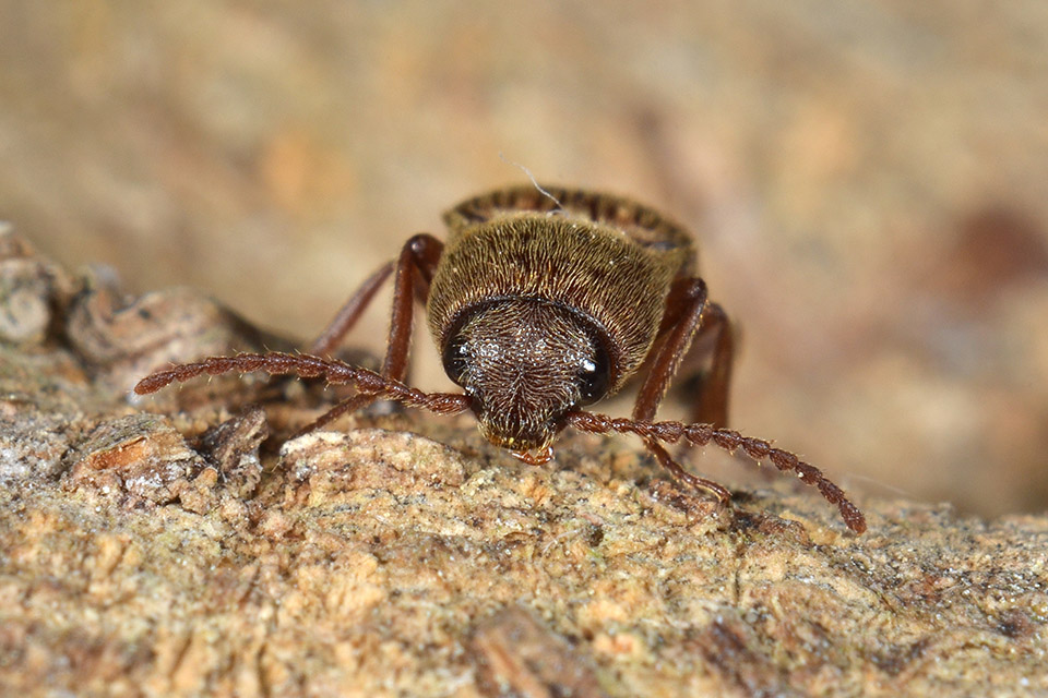 Agriotes litigiosus (cf.)