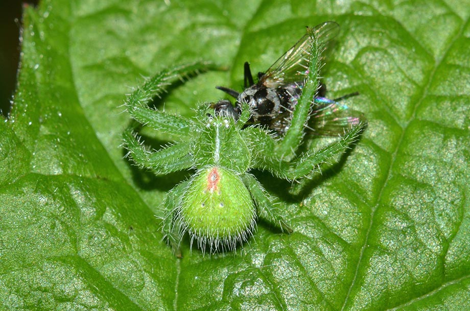 Heriaeus cf. hirtus - Cascina (PI)
