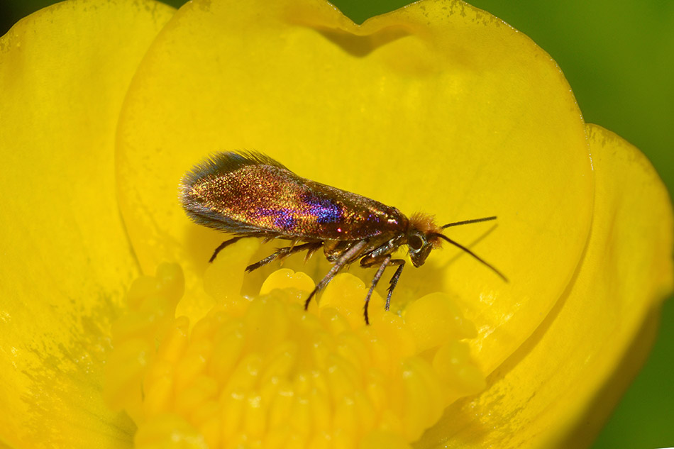 Micropterix calthella?