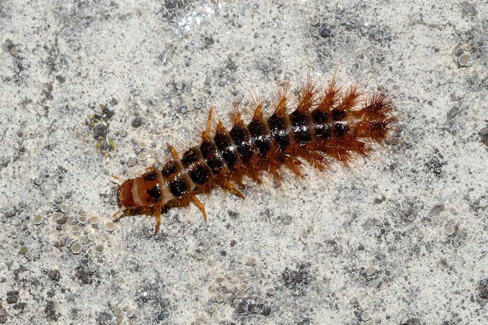 Drilus flavescens
