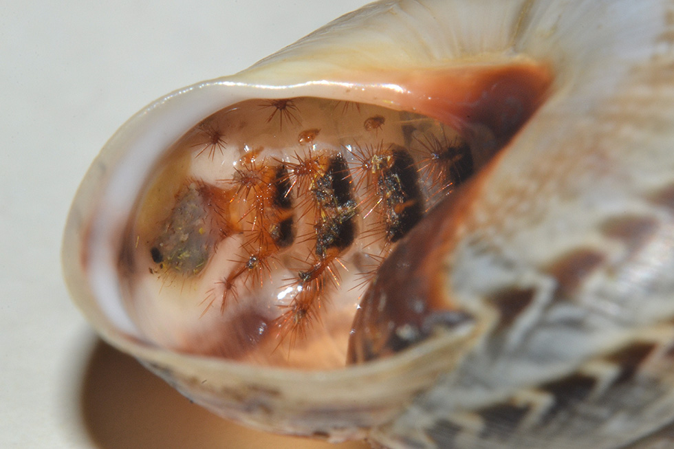 Drilus flavescens