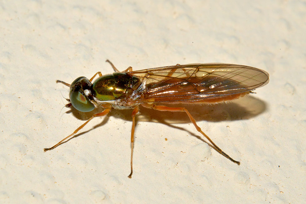 Stratiomyidae, Sargus sp.