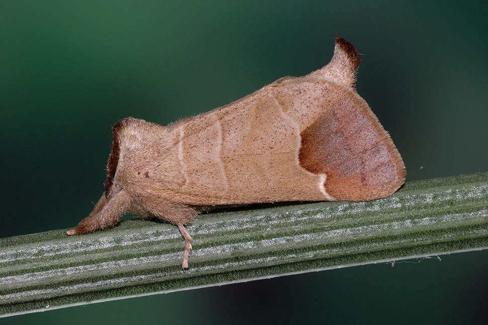 Clostera quale? - Clostera curtula