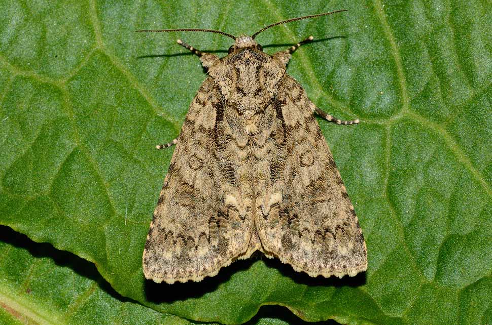 Acronicta auricoma?