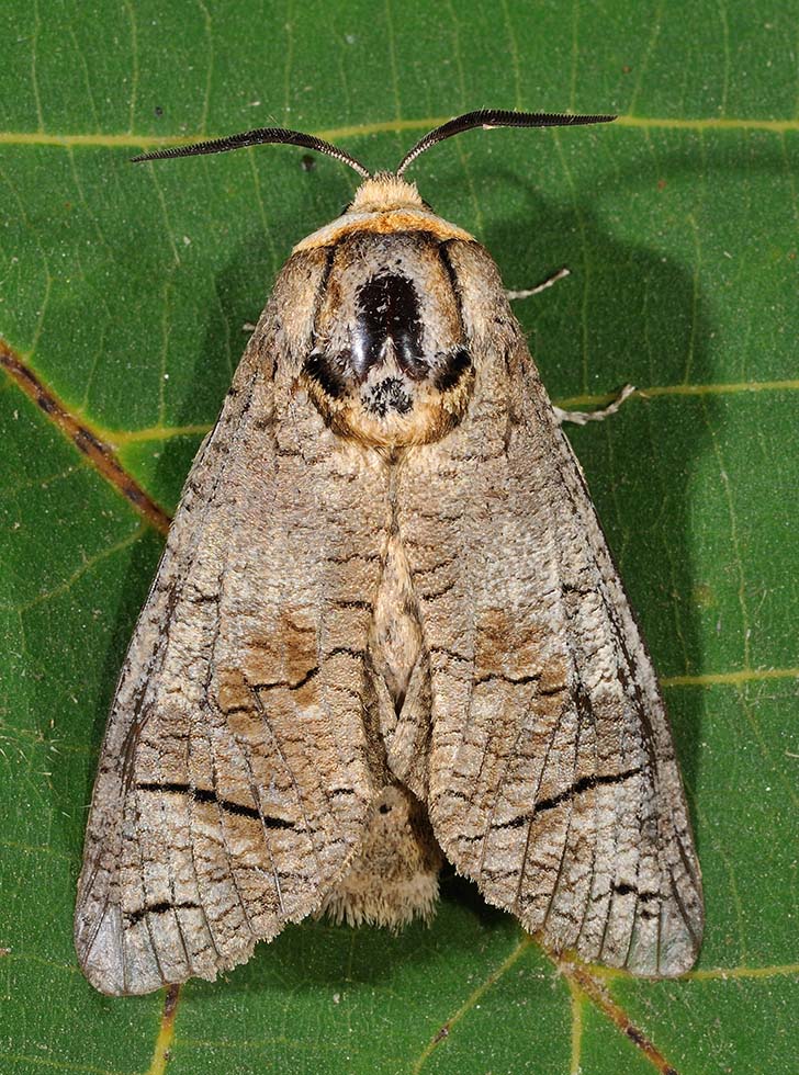 Identificazione falena - Cossus cossus