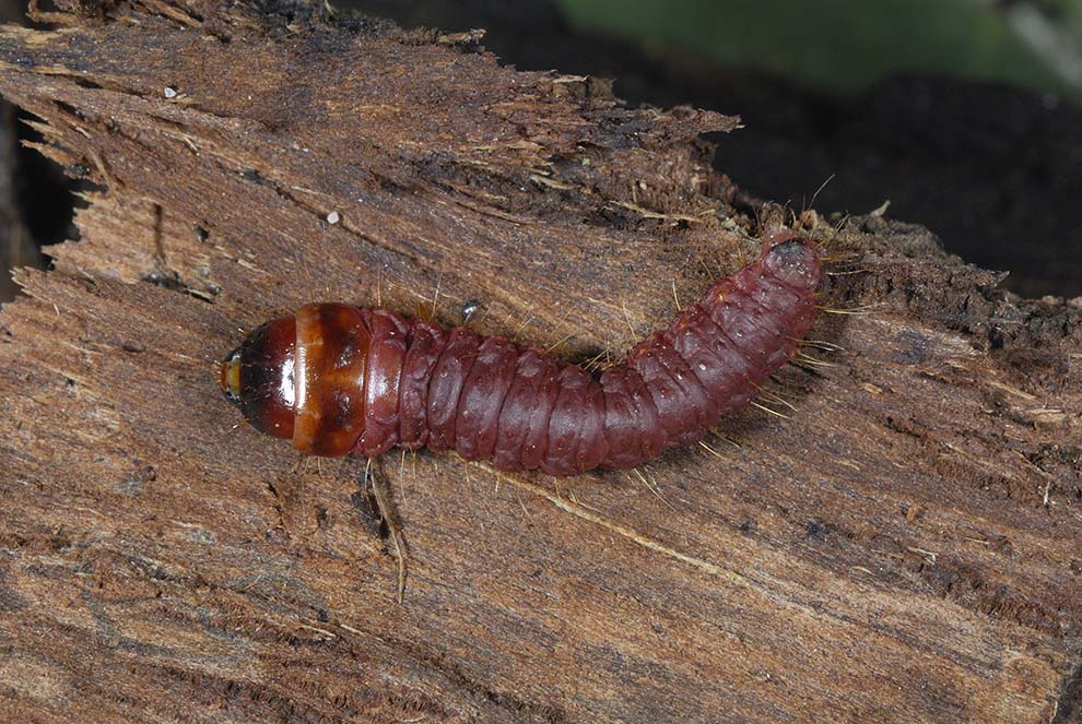 Identificazione falena - Cossus cossus