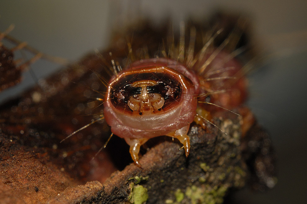 Identificazione falena - Cossus cossus