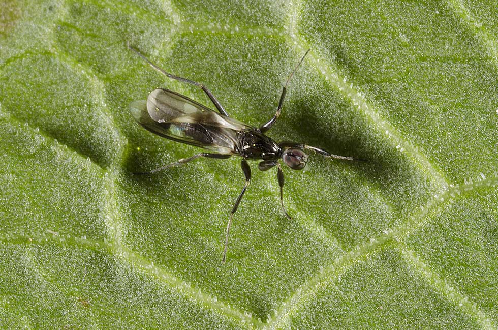 Rainiera calceata? No. Hybotidae: Tachydromia sp.