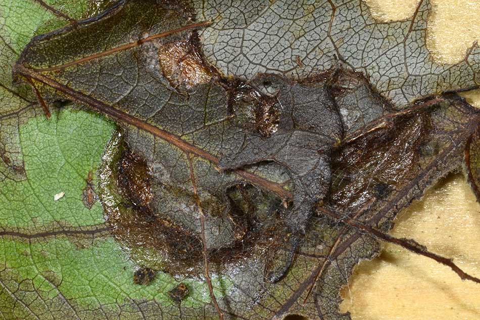 Larva e adulto di Cladius grandis (Tenthredinidae)