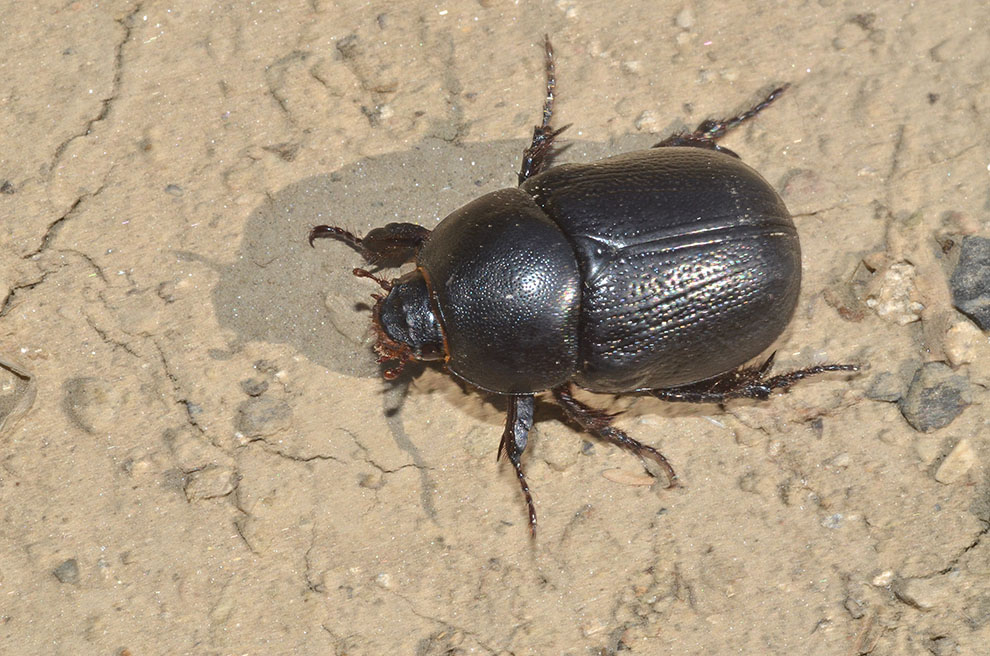 Pentodon bidens ssp. punctatus - Dynastidae