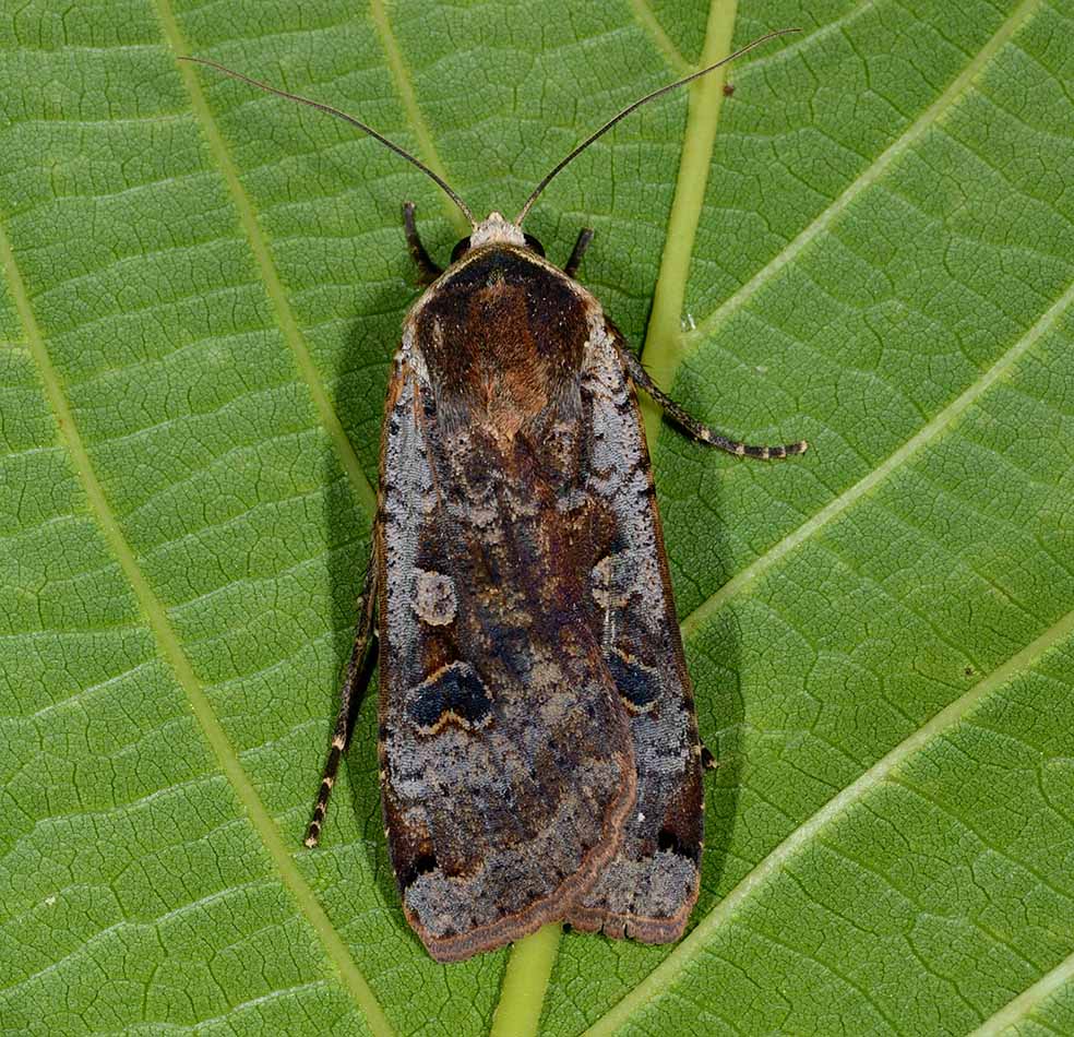 Identificazione bruco