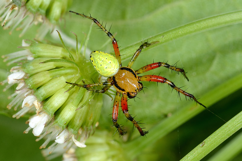 Araniella sp. - Cascina (PI)