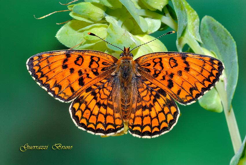 Melitaea quale?