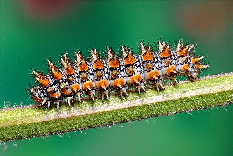 Bruco Melitaea didyma o athalia?