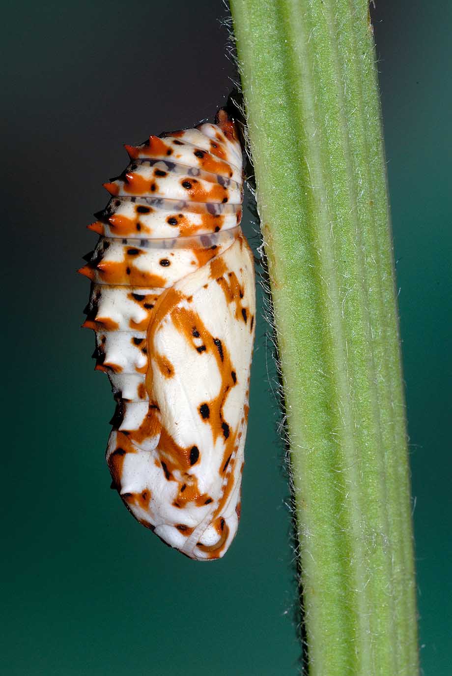 Crisalide di Melitaea didyma?