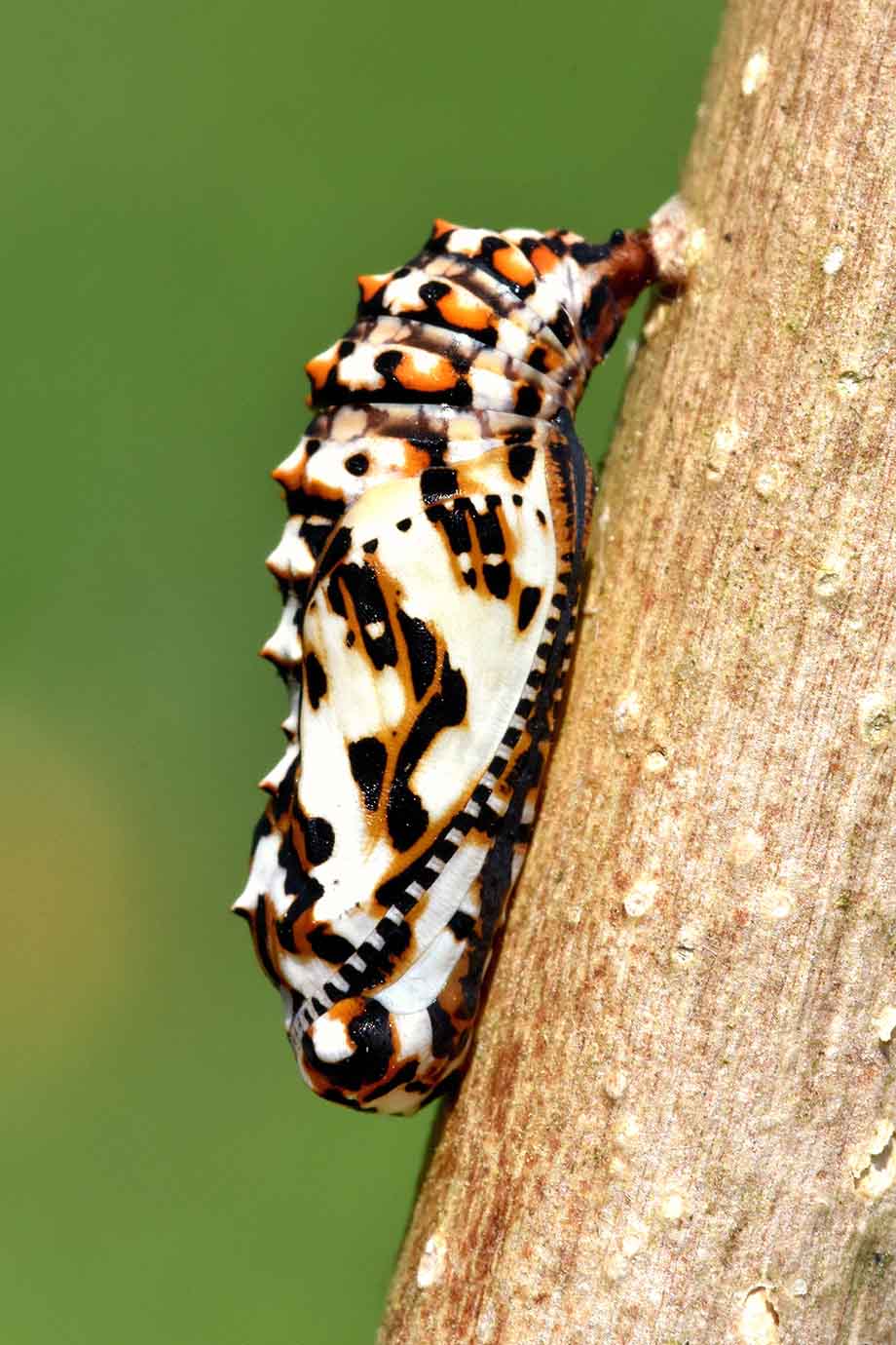 Crisalide di Melitaea didyma?